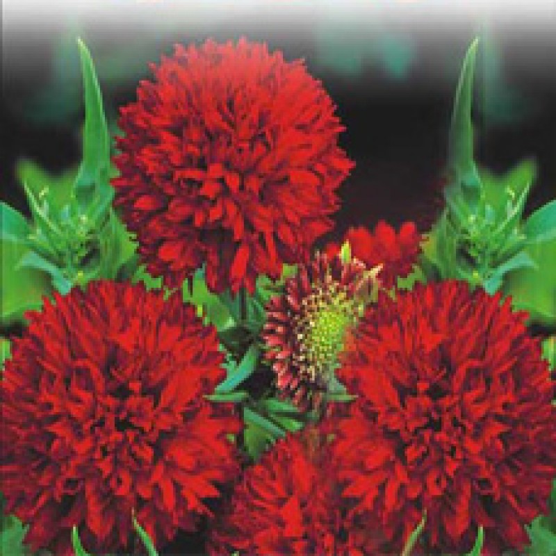 Omaxe Gaillardia F1 Mixed Seeds (100 seeds)