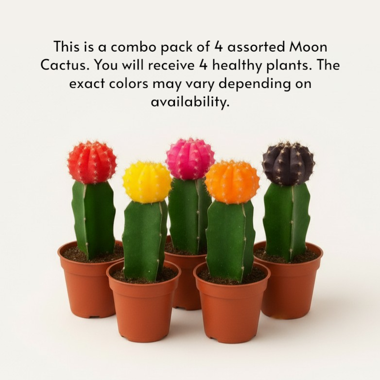 Moon Cactus – Pack of 4 | Assorted Colors (Any 4 Available)