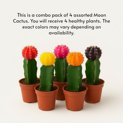 Moon Cactus – Pack of 4 | Assorted Colors (Any 4 Available)