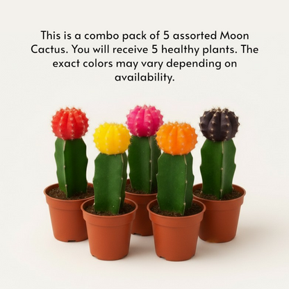 Moon Cactus – Pack of 5 | Assorted Colors (Any 5 Available)