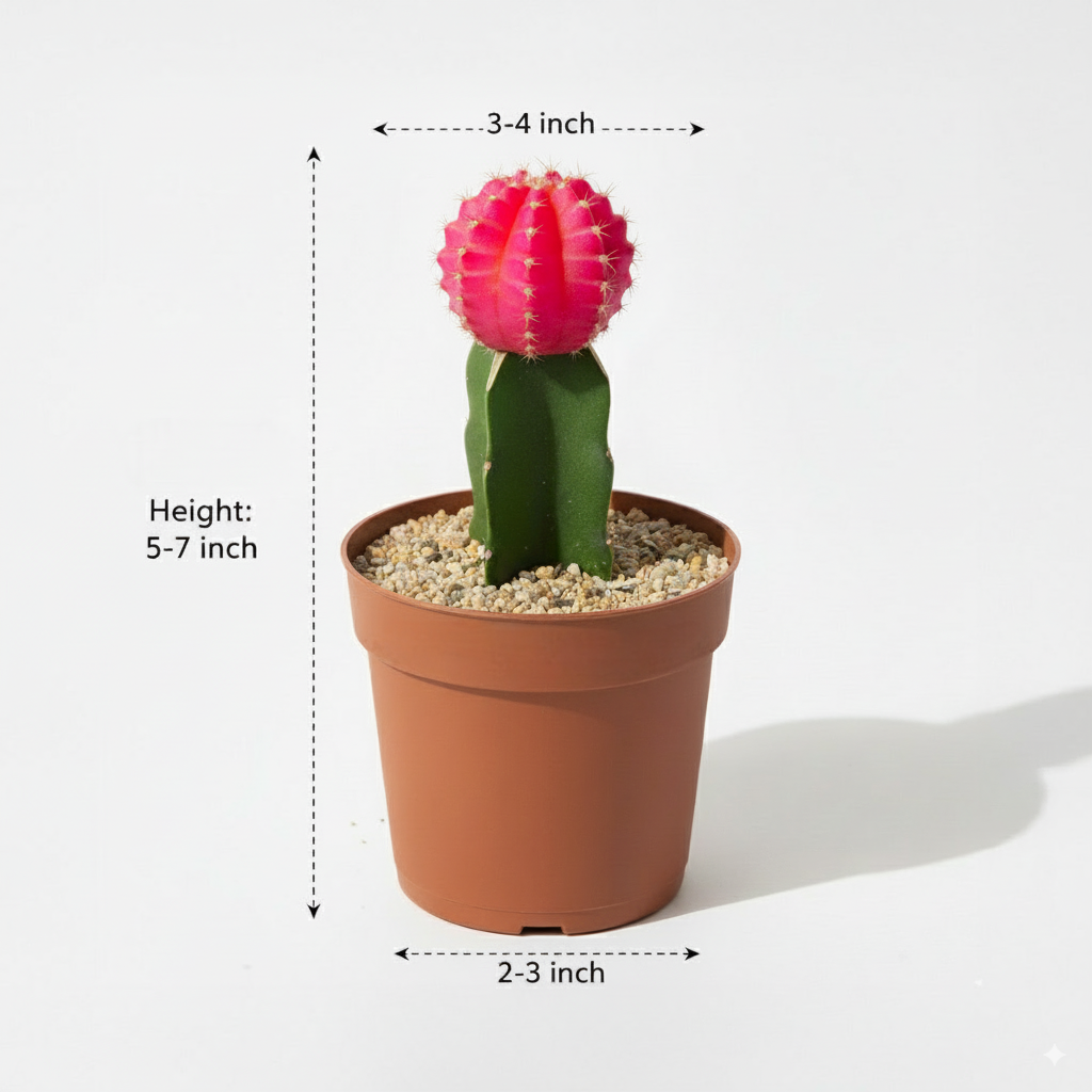 Moon Cactus Pink - Grafted