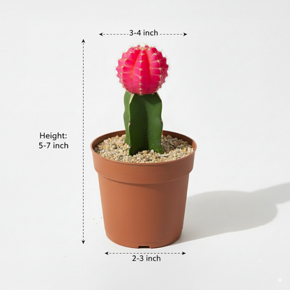 Moon Cactus Pink - Grafted