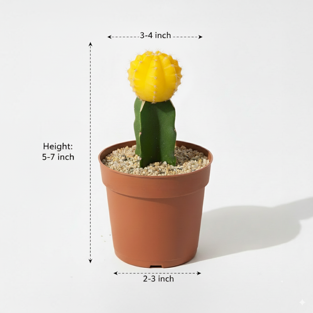 Moon Cactus Yellow - Grafted