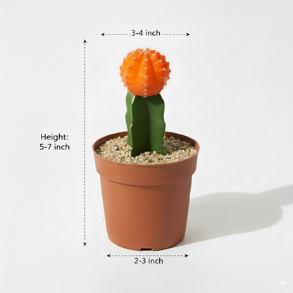 Moon Cactus Orange - Grafted