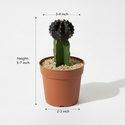 Moon Cactus Black - Grafted
