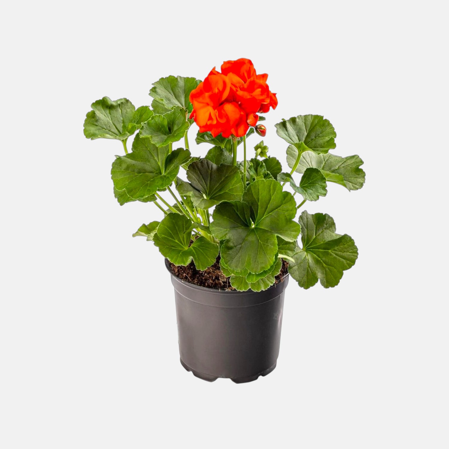 Geranium Orange Plant
