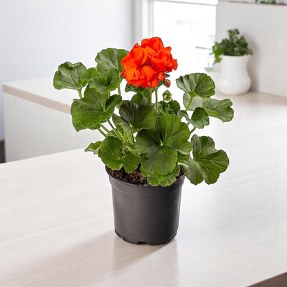 Geranium Orange Plant