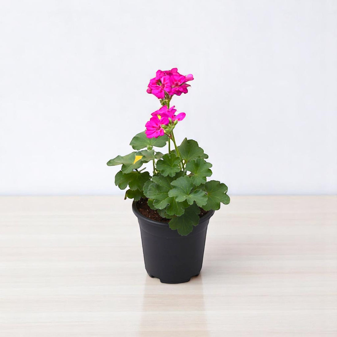 Geranium Pink Plant
