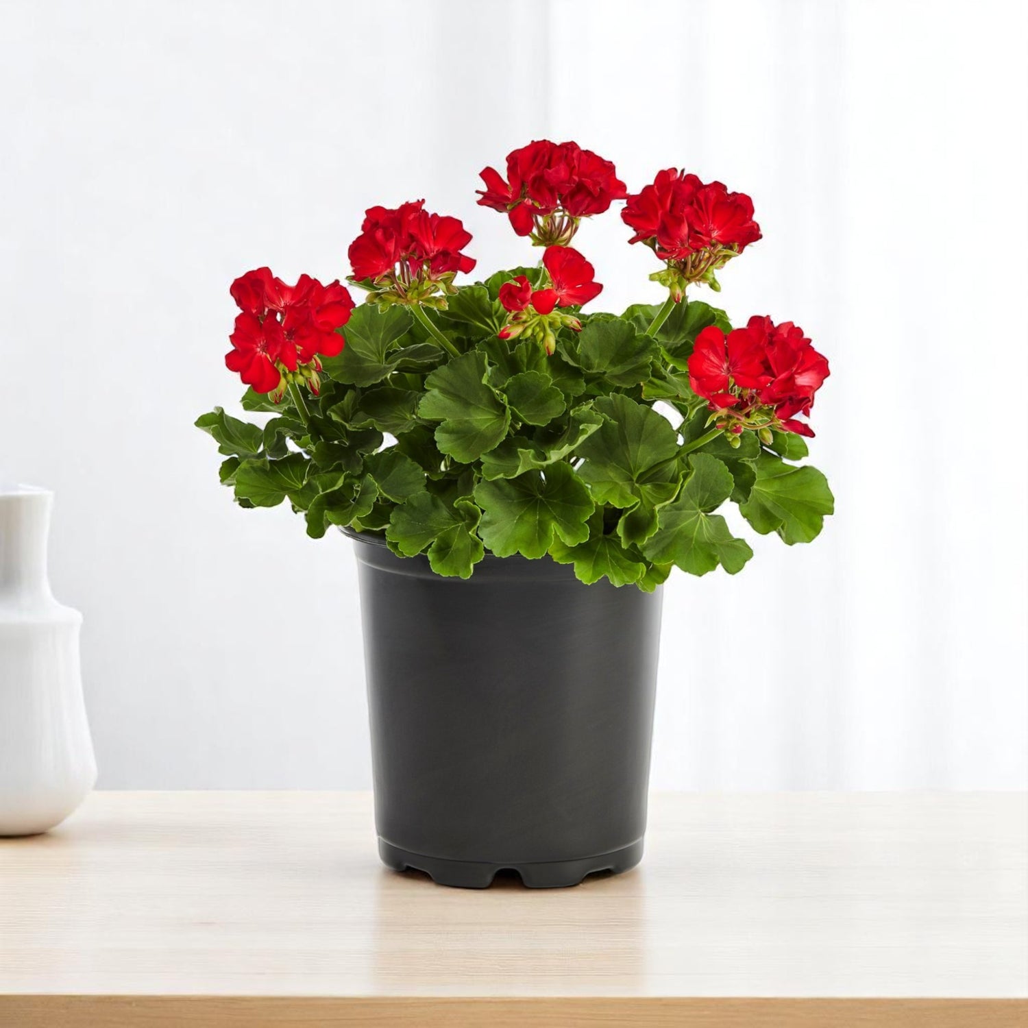 Geranium Red Plant
