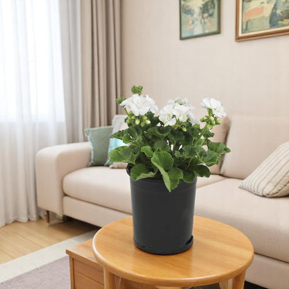 Geranium White Plant