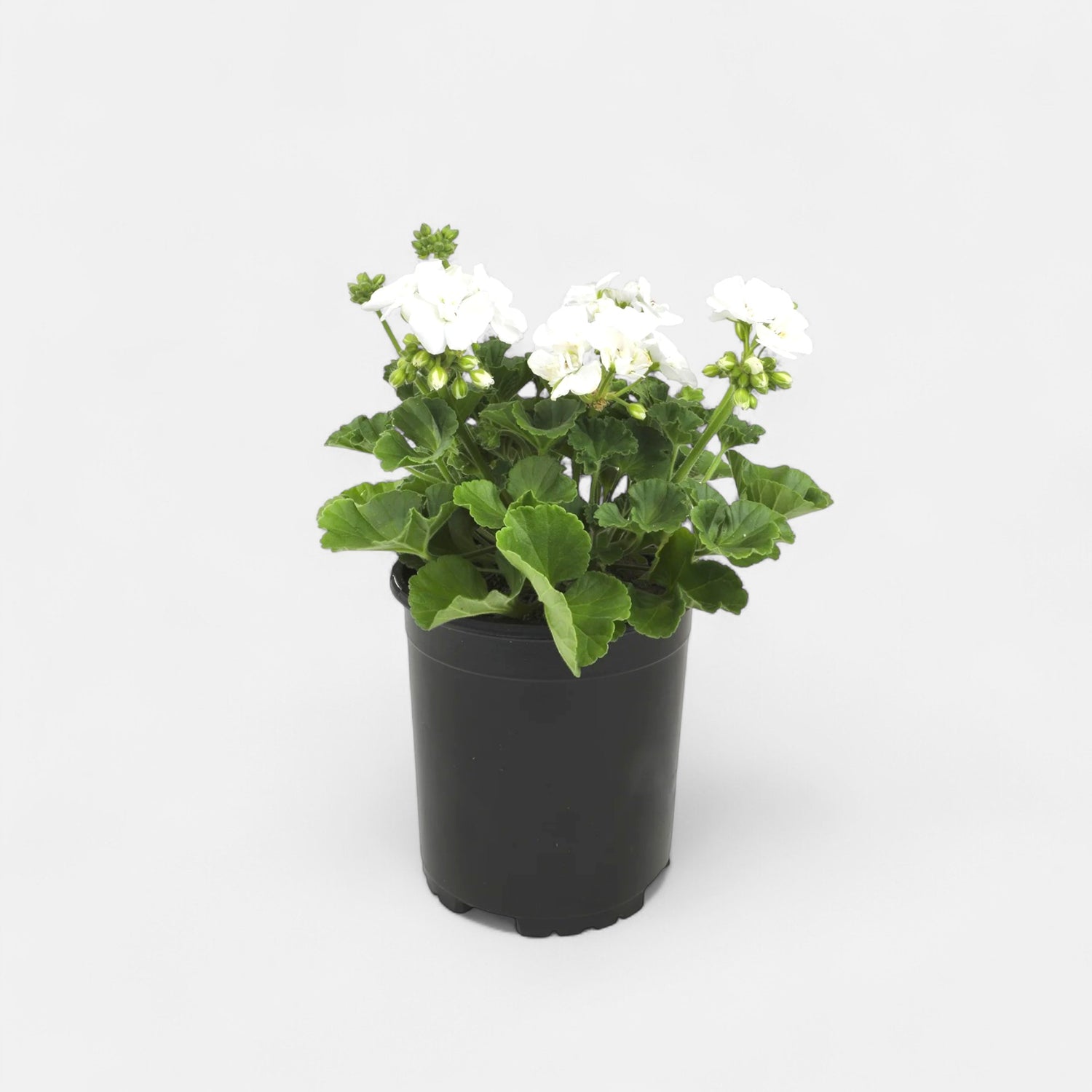 Geranium White Plant