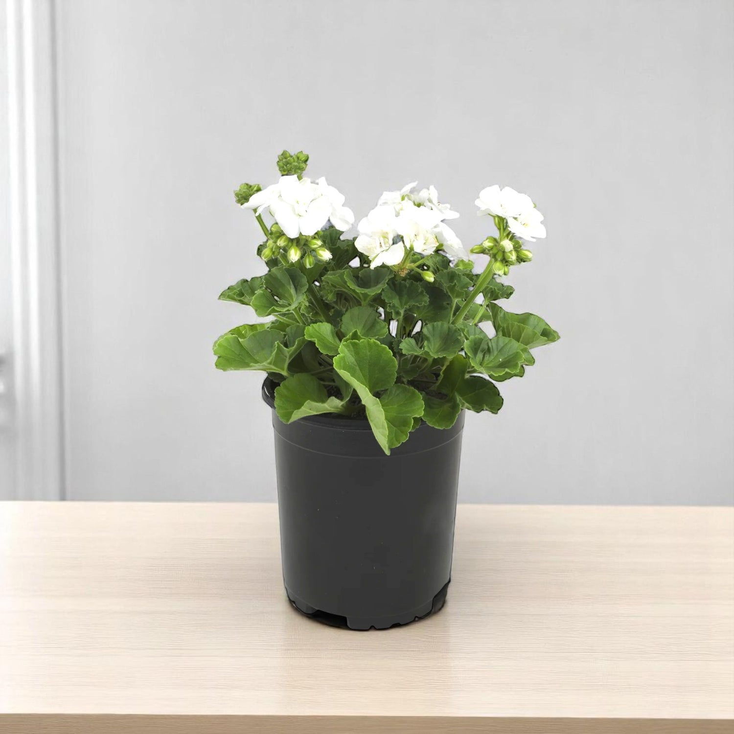 Geranium White Plant