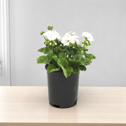 Geranium White Plant