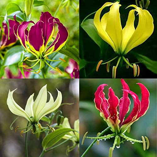 Gloriosa Mix Bulbs - 3 Bulbs