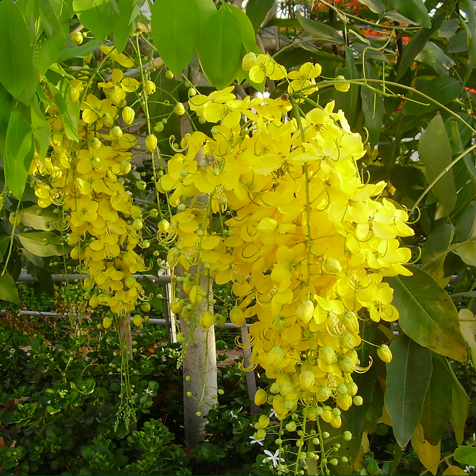 Golden Shower Tree - Amaltas, Cassia Fistula Plant