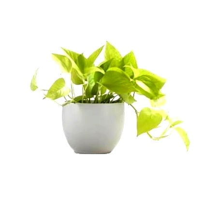 Money Plant Golden in White Square Fiber Pot