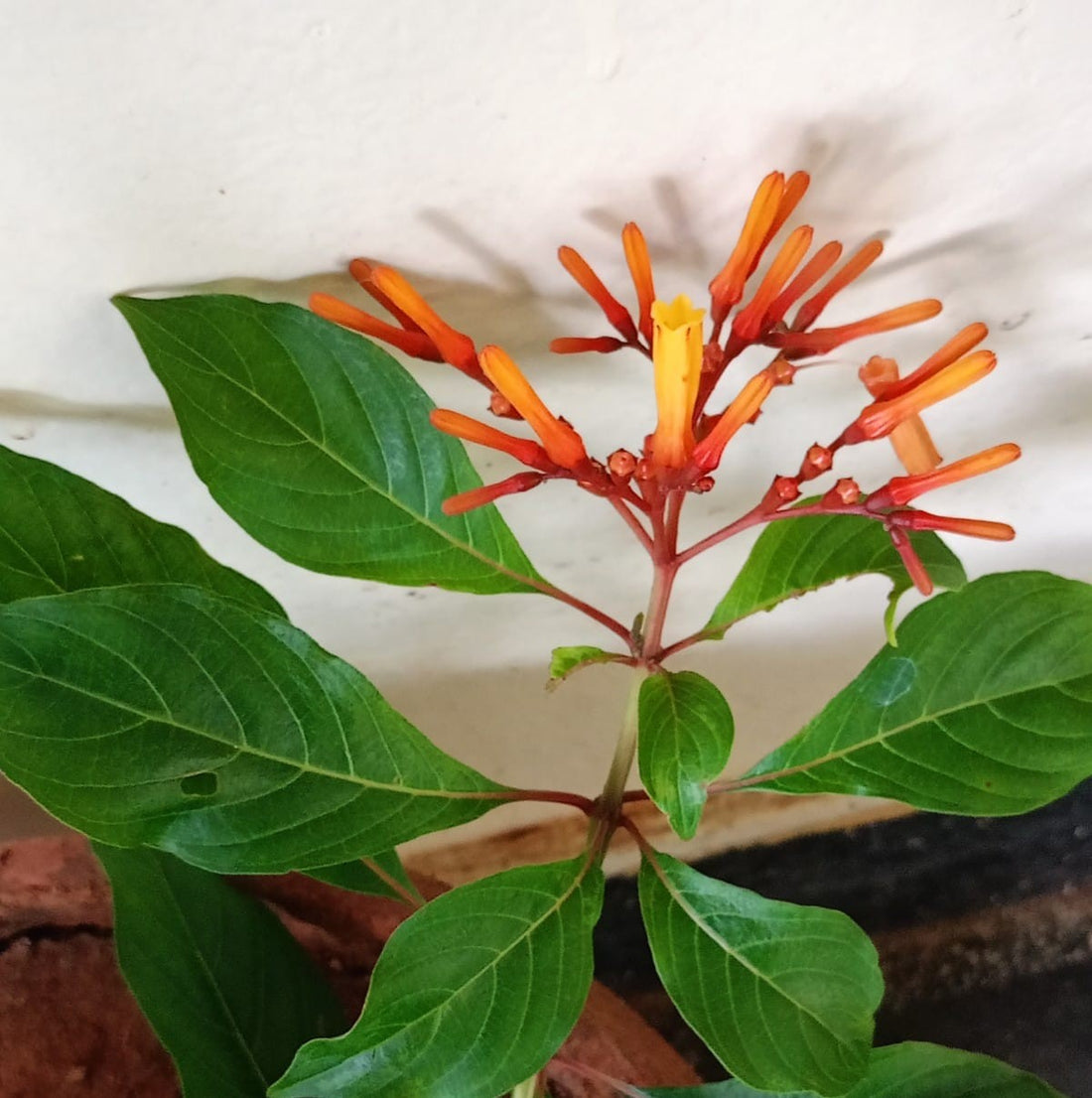 Hamelia Pattens Plant, Firebush, Scarlet bush
