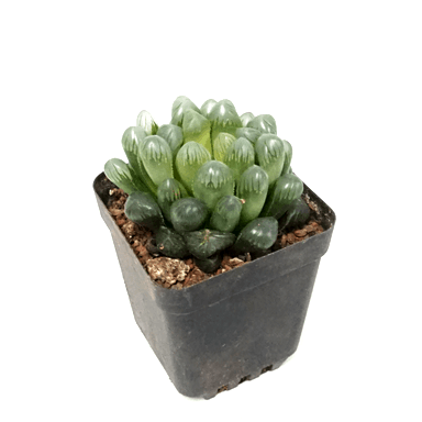 Haworthia Cooperi Succulent Plant