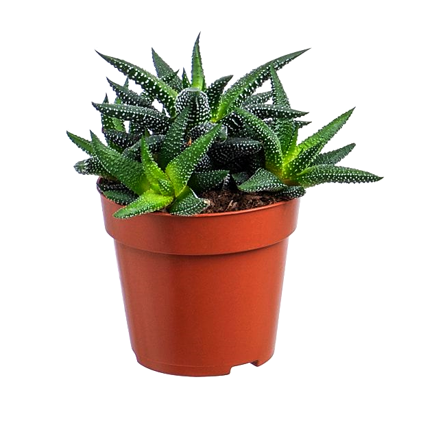 Haworthia Attenuata Var Succulent Plant