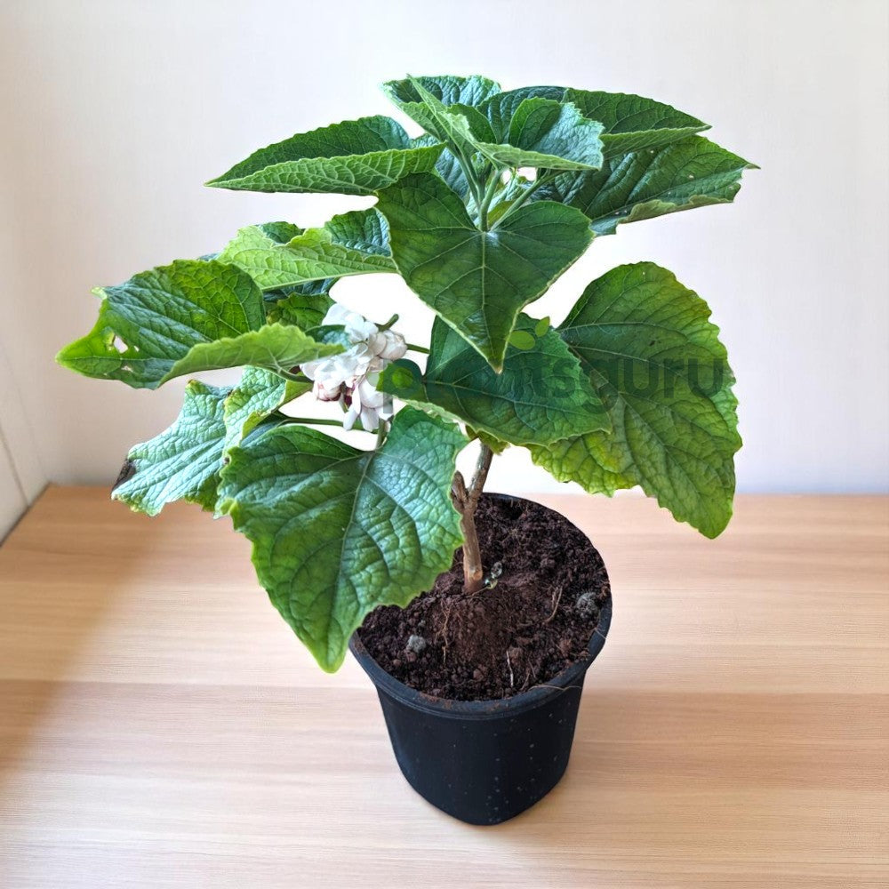 Hazari Mogra Plant - Clerodendrum Chinense