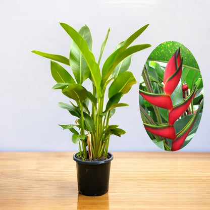 Heliconia Bihai Plant