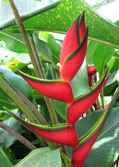 Heliconia Bihai Plant