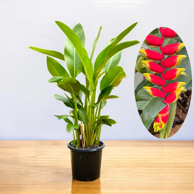 Heliconia Rostrata Plant - Lobster Claw, Hanging Heliconia