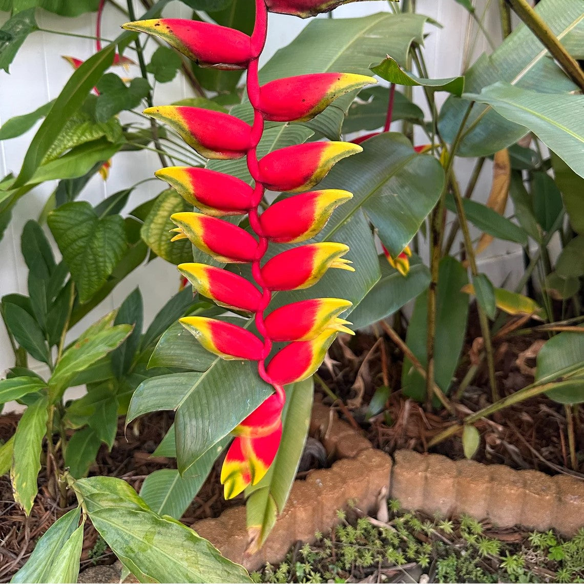 Heliconia Rostrata Plant - Lobster Claw, Hanging Heliconia