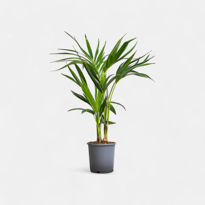 Kentia Palm