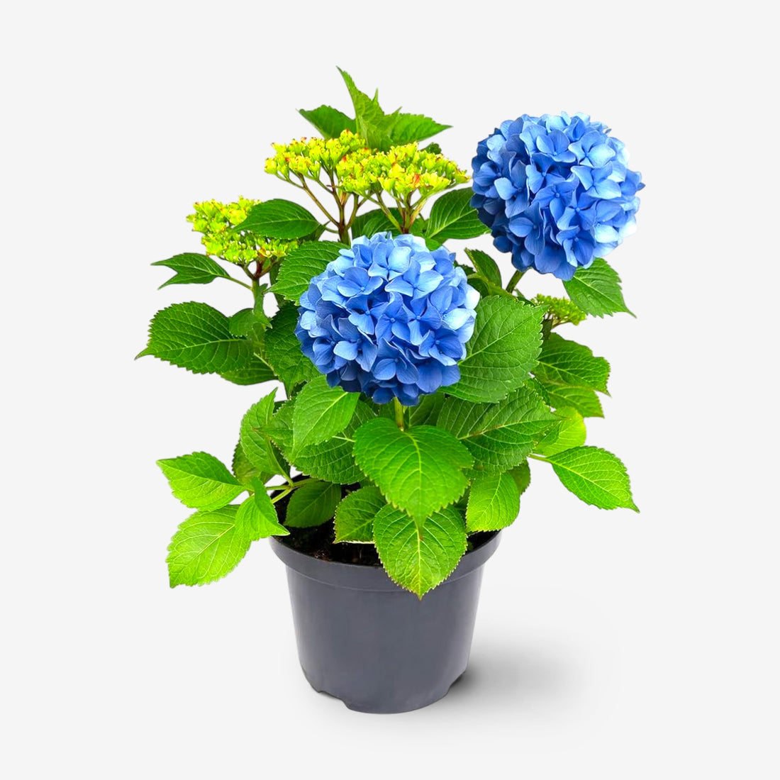 Hydrangea Plant (Blue) – Hybrid Variety