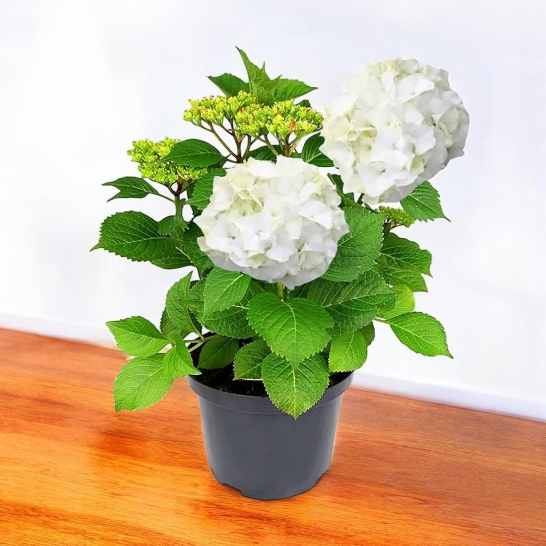 Hydrangea Plant (White) – Hybrid Variety