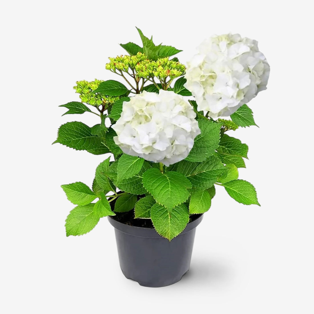 Hydrangea Plant (White) – Hybrid Variety