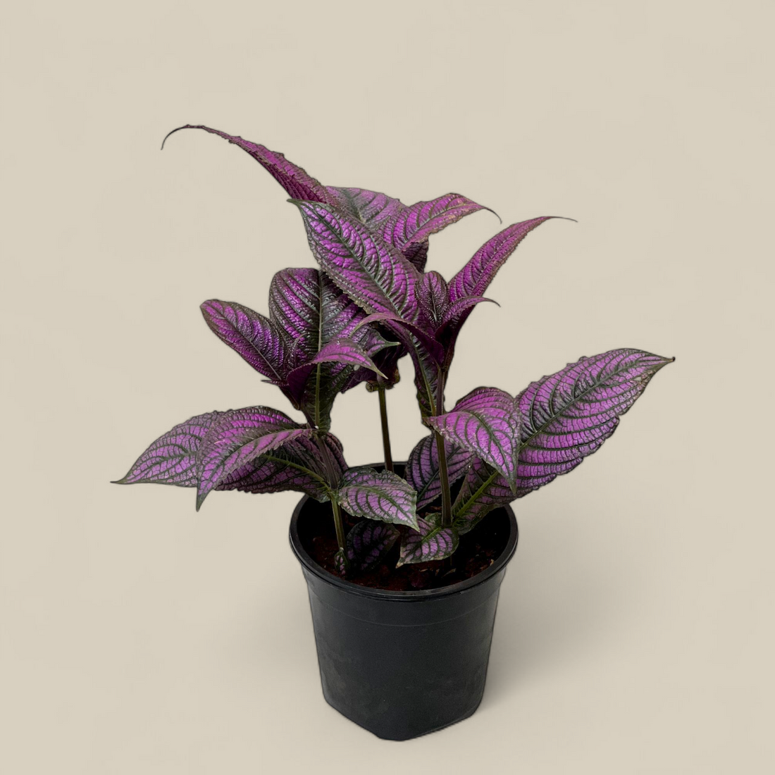 Peacock Plant, Persian Shield - Strobilanthes Dyerianus