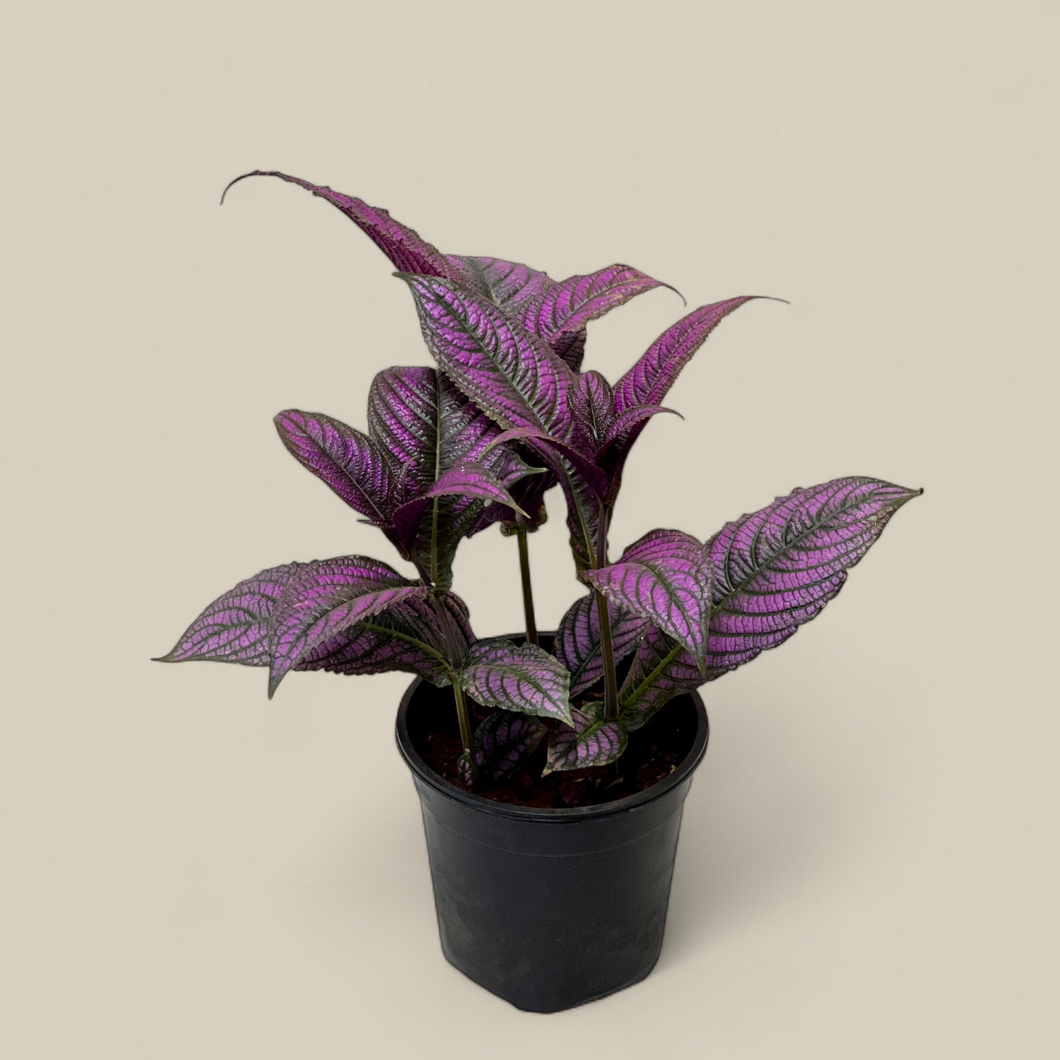 Peacock Plant, Persian Shield - Strobilanthes Dyerianus