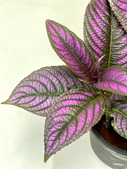 Peacock Plant, Persian Shield - Strobilanthes Dyerianus