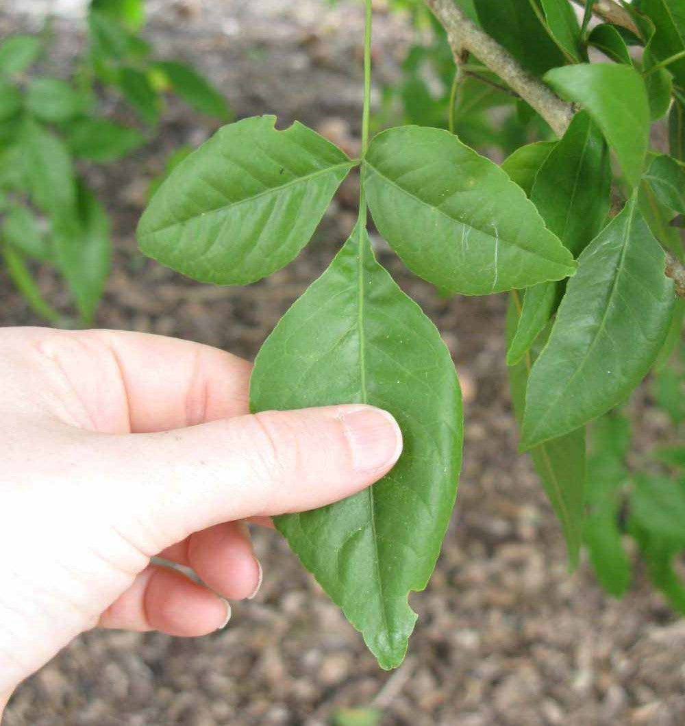 Bel Patra Plant, Bilva Patra, Tripatra, Stone apple, Wood apple, Aegle Marmelos