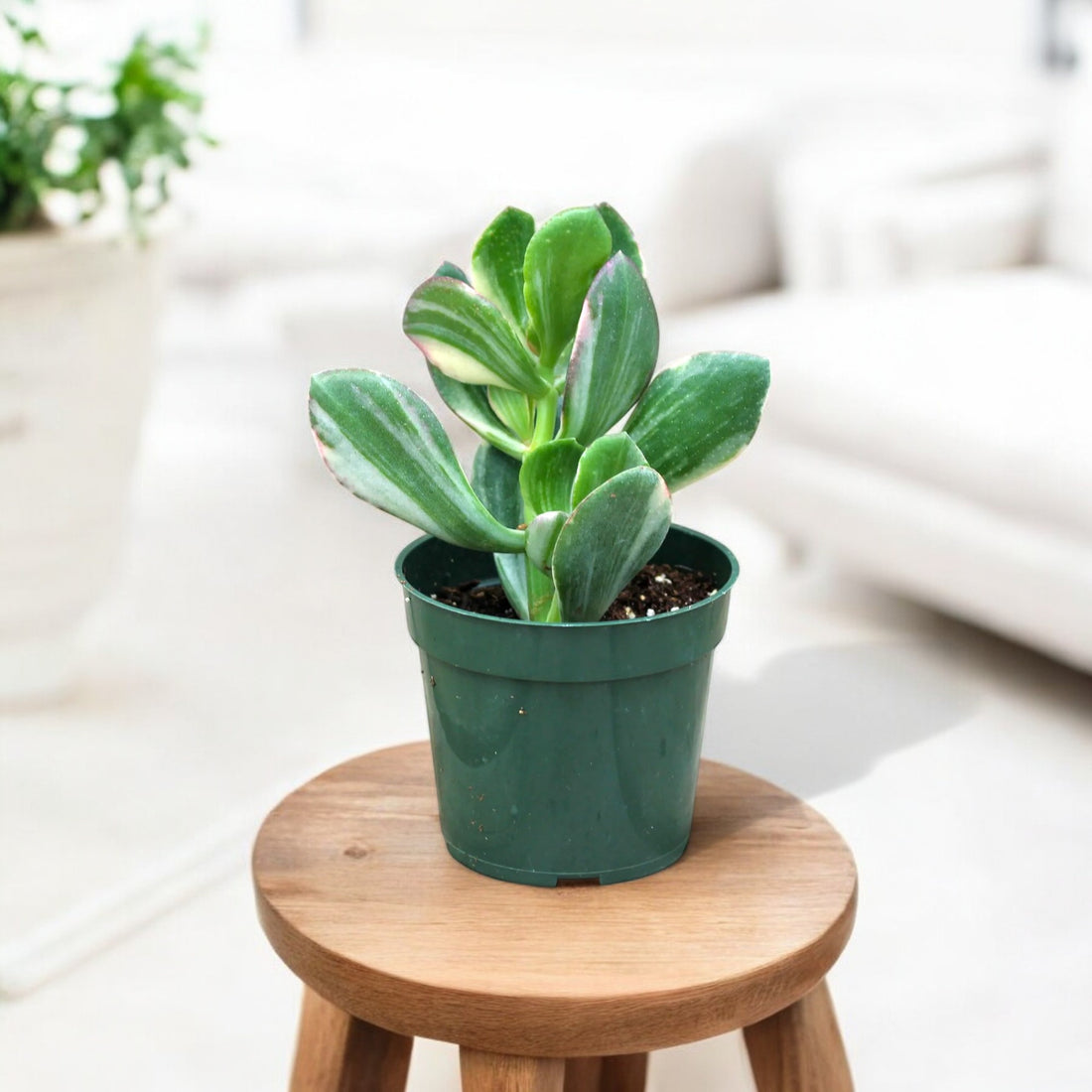 Crassula Ovata Variegated Succulent Plant