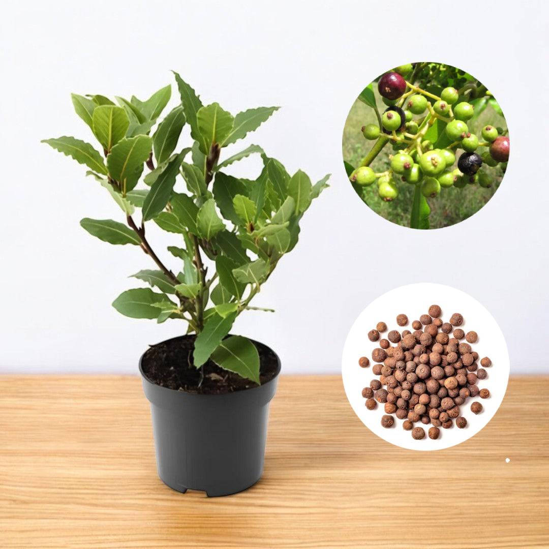 Allspice Plant - Jamaica Pimenta, Myrtle Pepper