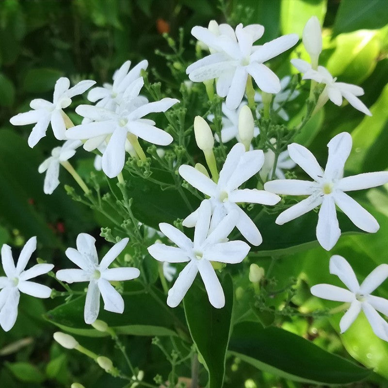 Jui Plant – Juhi, Jasminum auriculatum