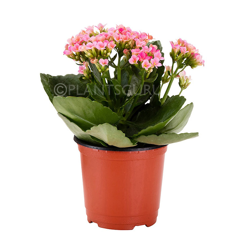 Calanchchu Pink - Kalanchoe Plant