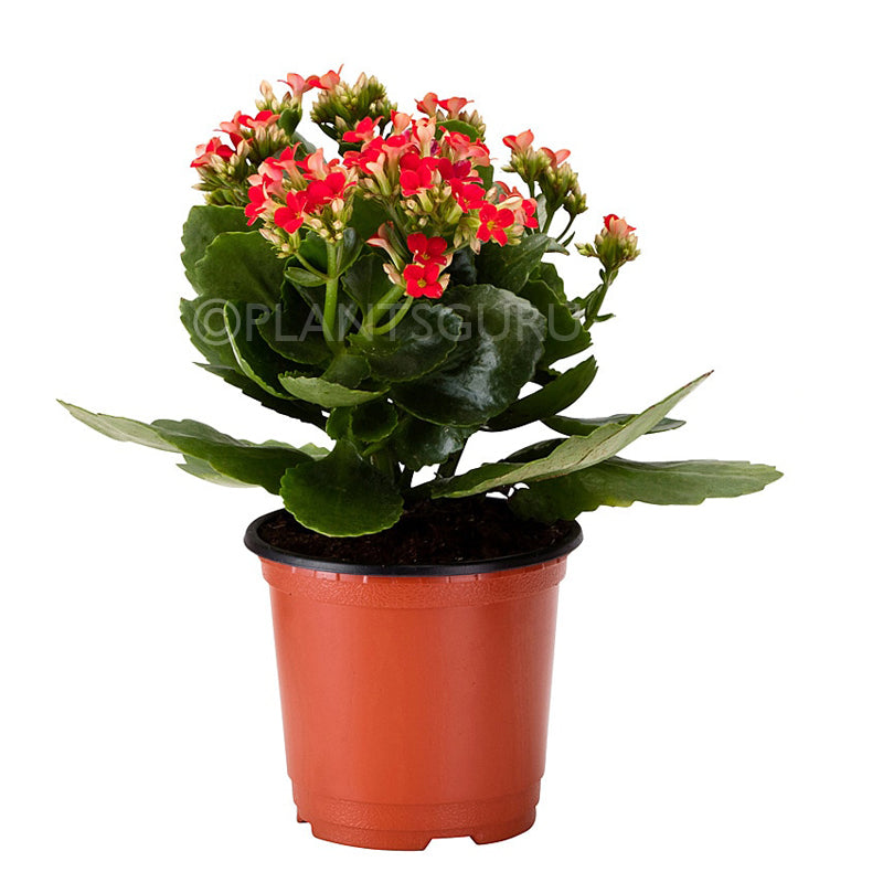 Calanchchu Red - Kalanchoe Plant