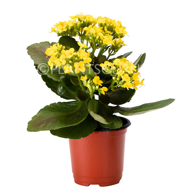 Calanchchu Yellow - Kalanchoe Plant