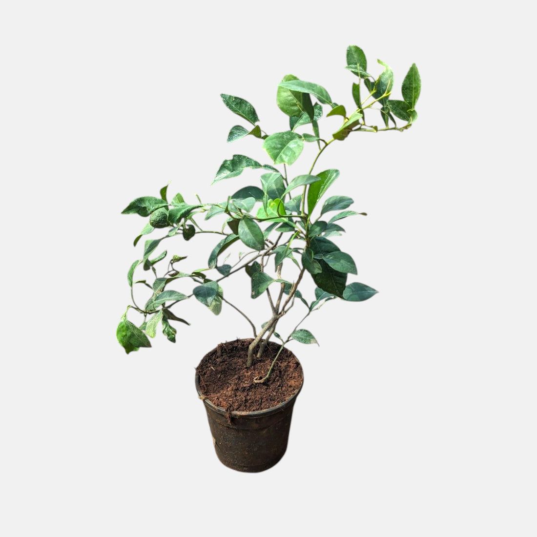 kaffir lime