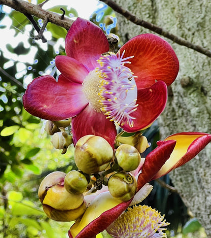 Kailashpati Plant - Cannonball Tree, Naagalinga Tree