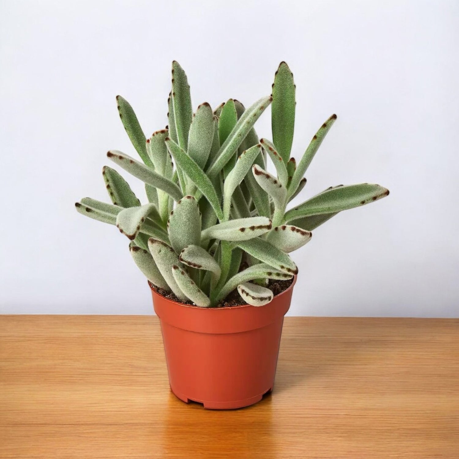 Kalanchoe Tomentosa Plant