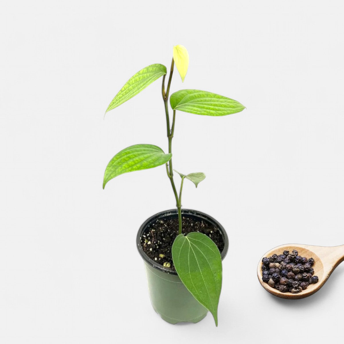 Kali Mirch Plant - Black Pepper