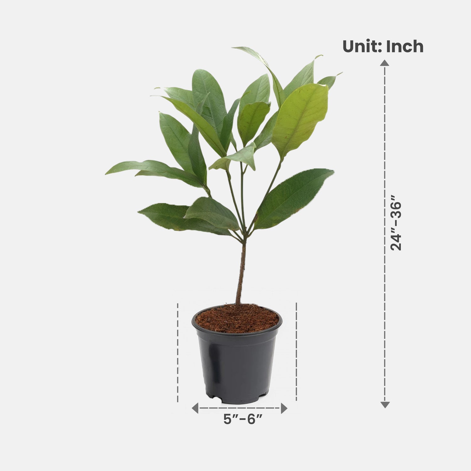 Kavati Chafa White - Magnolia Liliifera