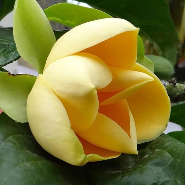 Kavati Chafa Yellow