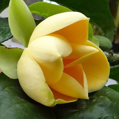 Kavati Chafa Yellow