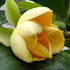 Kavati Chafa Yellow
